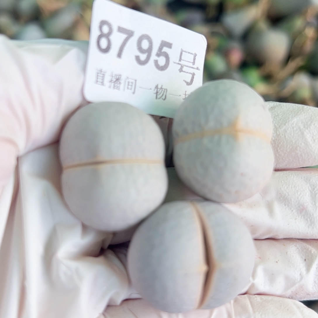 8795 好养易活生石花大母本3个