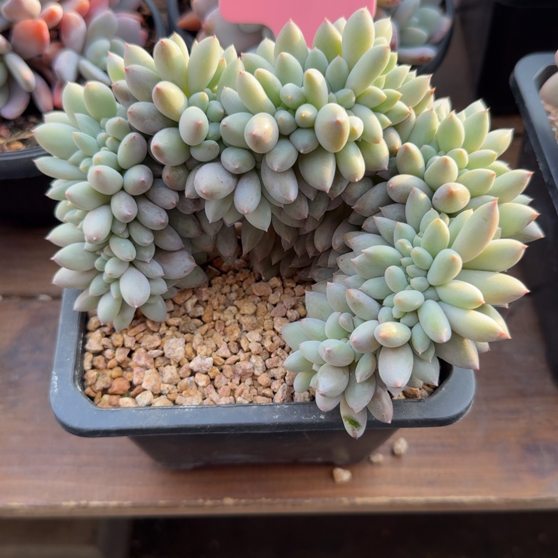 所罗门缀化1111111111111