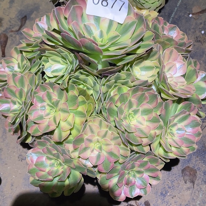 陈*多肉植物法师877雨荷