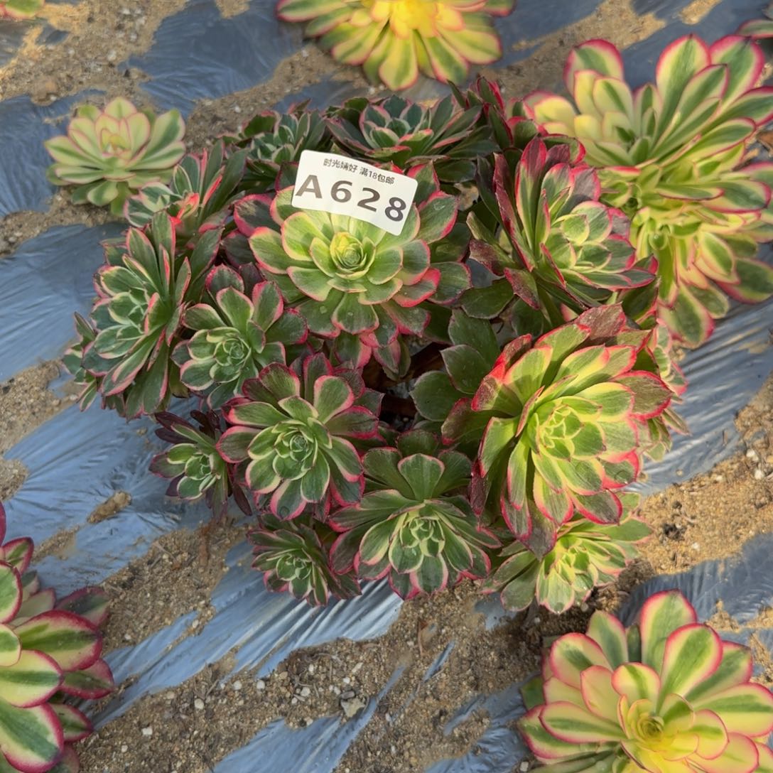 628高贵。多肉植物