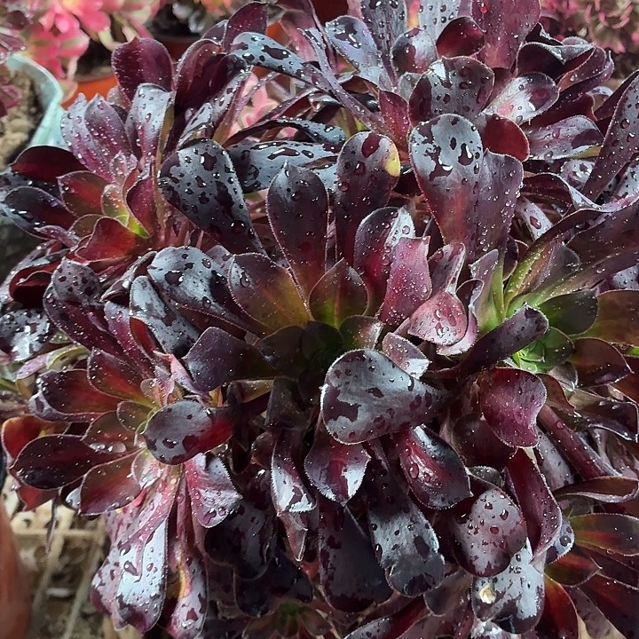 花纳4棚大颗脱土发货