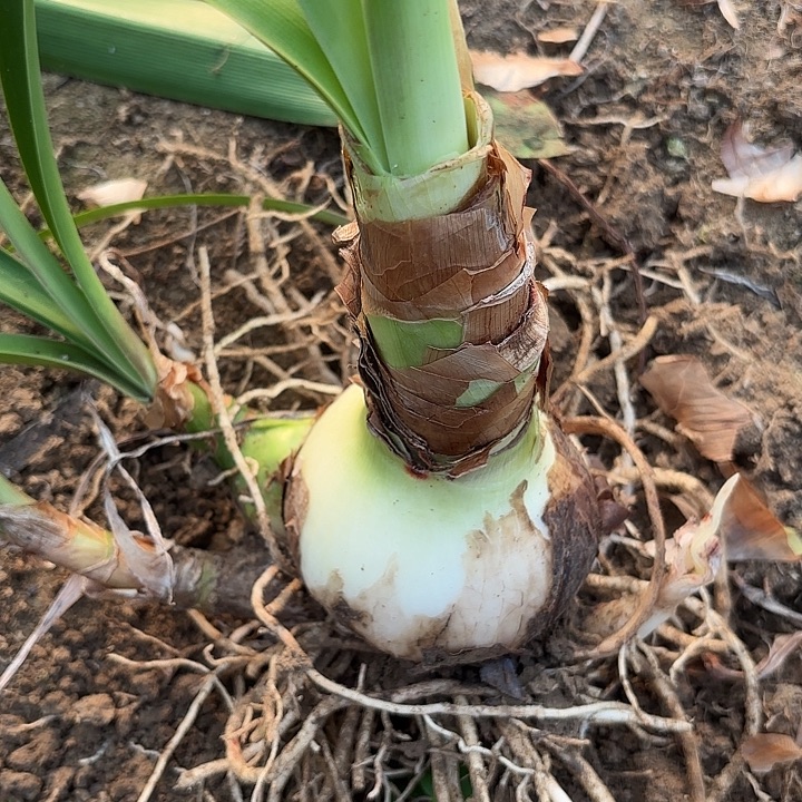 就***看无花朵异域之星包对版