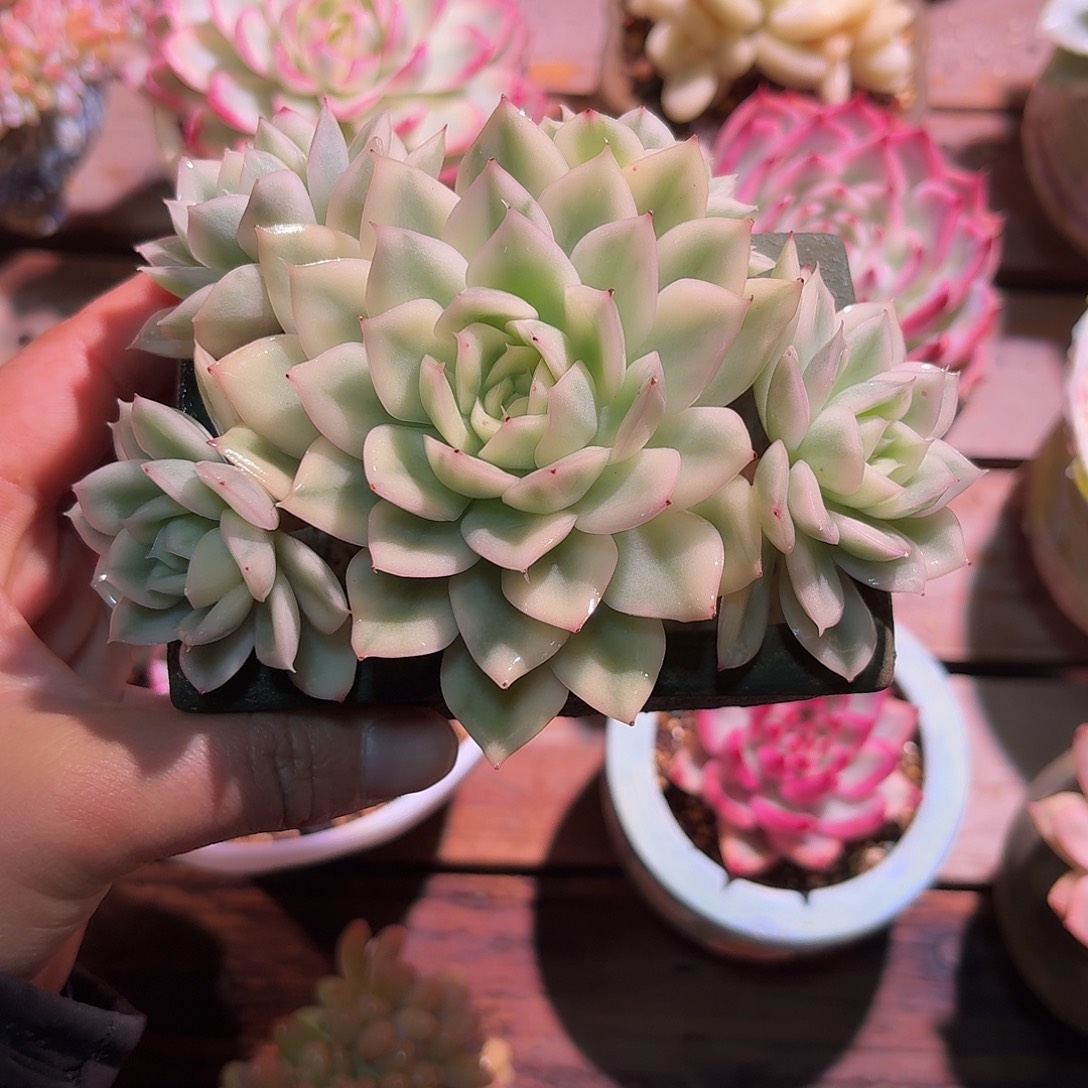 月亮仙子锦群多头多肉多肉