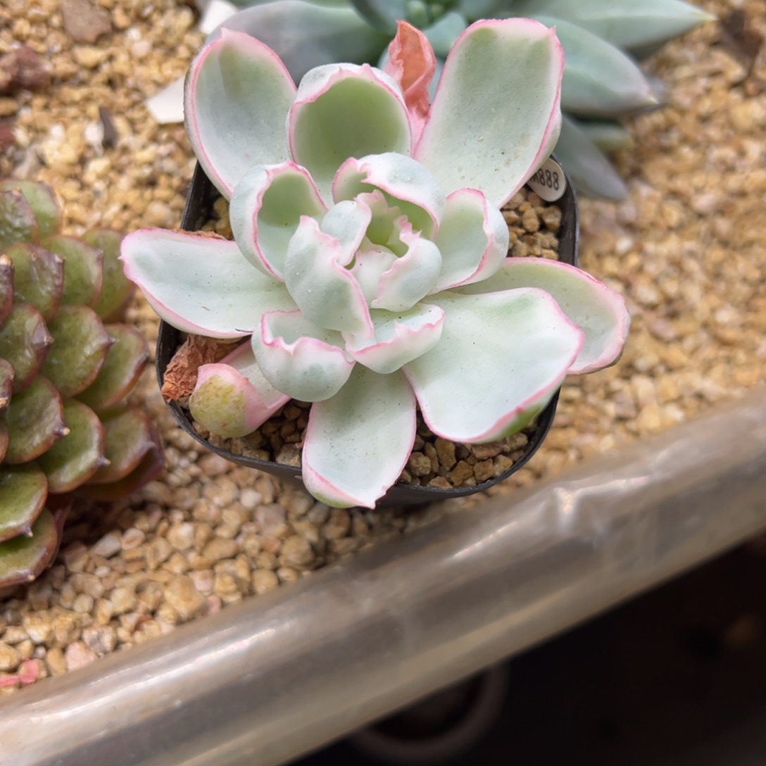 伯克利锦 不单独发货