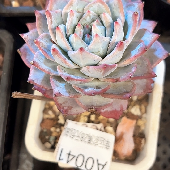 幸运的是我的朋友们一起