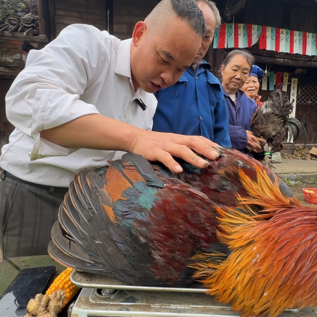 包装中国大陆2644樱桃鸡