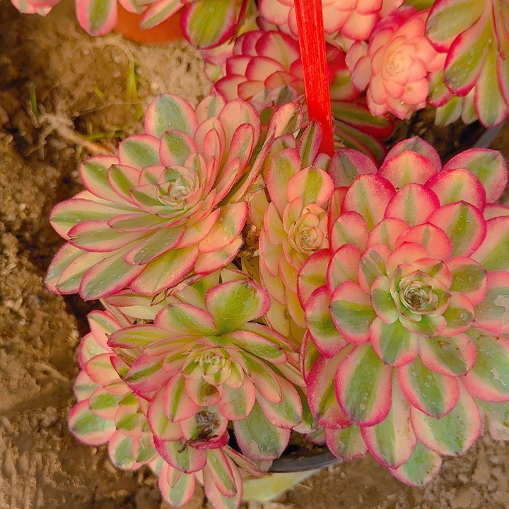 5-192荔枝多肉法师