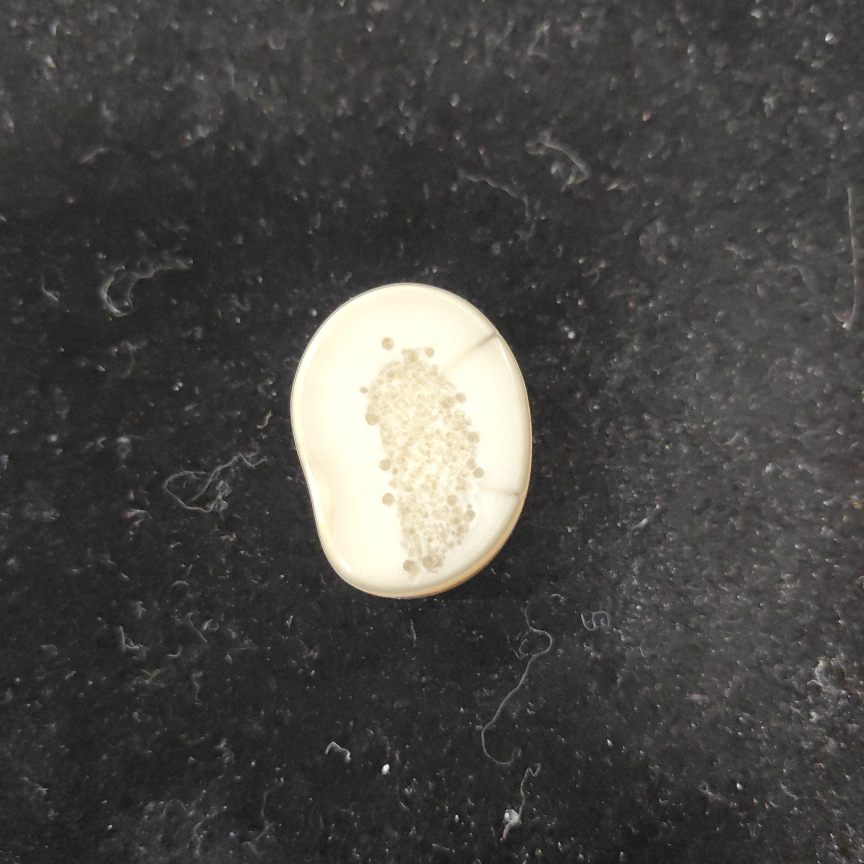 猛犸猛犸虬饼子WT625