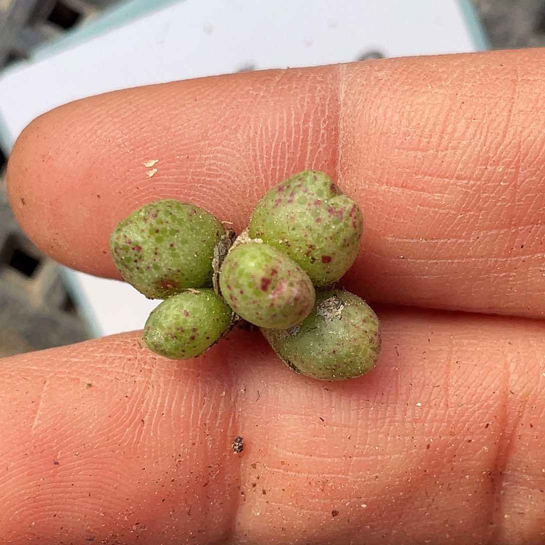 7-108斑马多肉植物