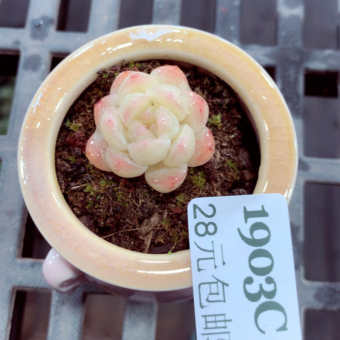 5厘米盆精控多肉1903