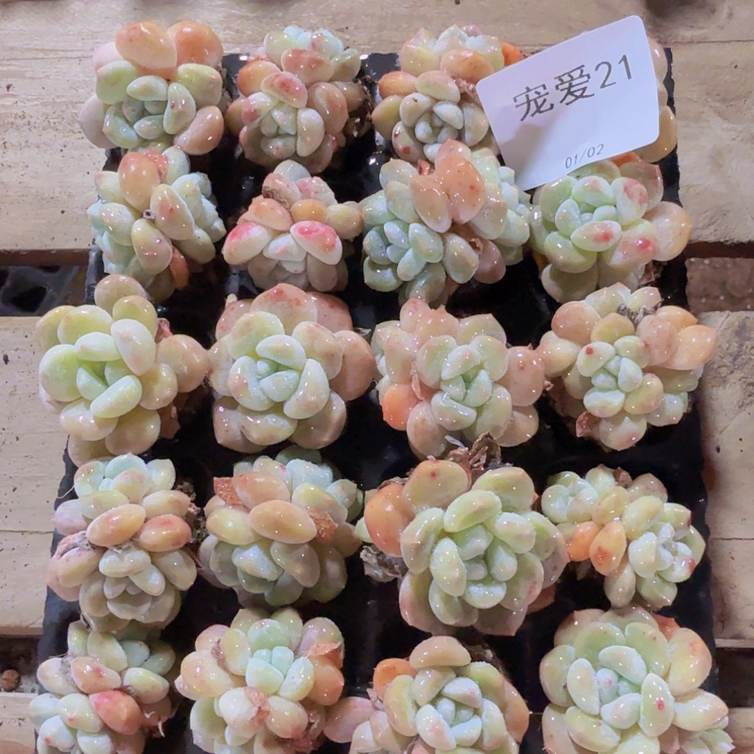 直播福利一物一拍21