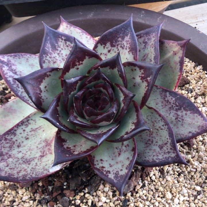 边色很润、出侧芽0000000000016