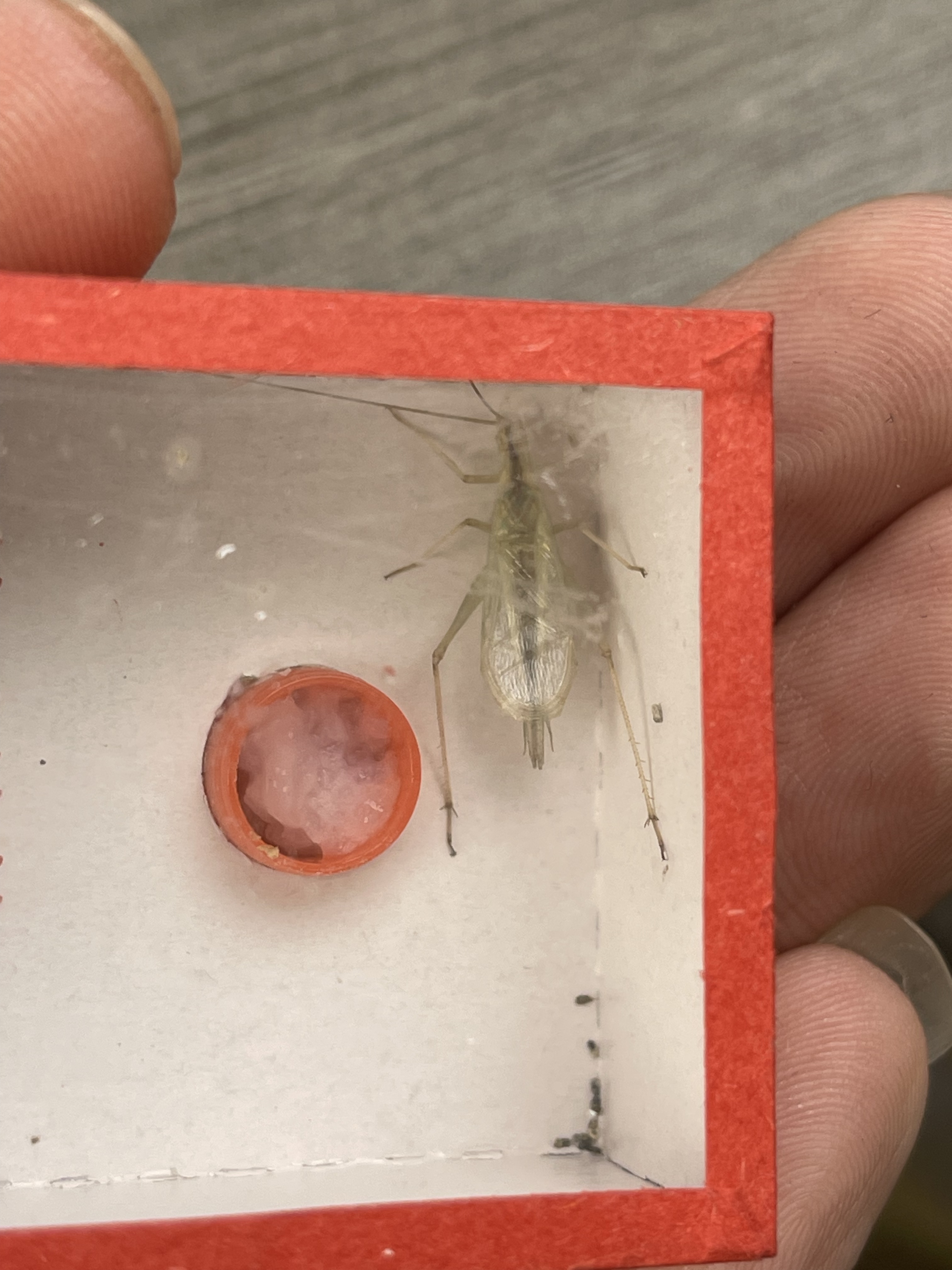 天水黑竹 蟋蟀科 竹蛉高端品种 叫声好听