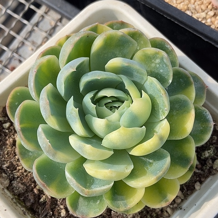 贝瑞黄锦多肉植物