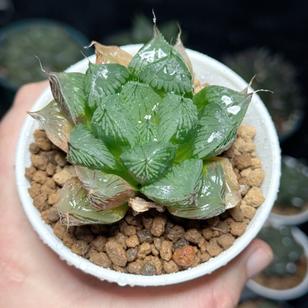 【三仙寿】十二卷新手好养多肉植物根系带土原盆栽培种植拍下发