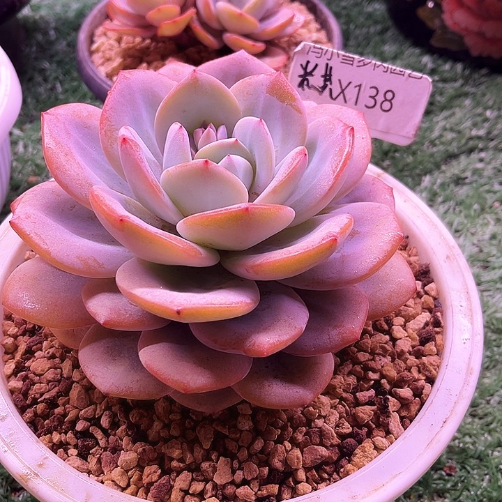 我是第一百个为妖姬疯狂的