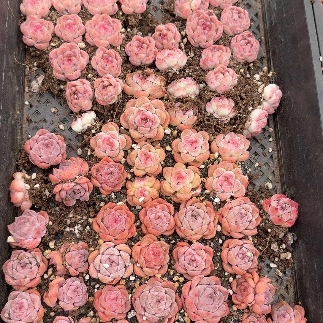 混合粉糖心（量拍）多肉