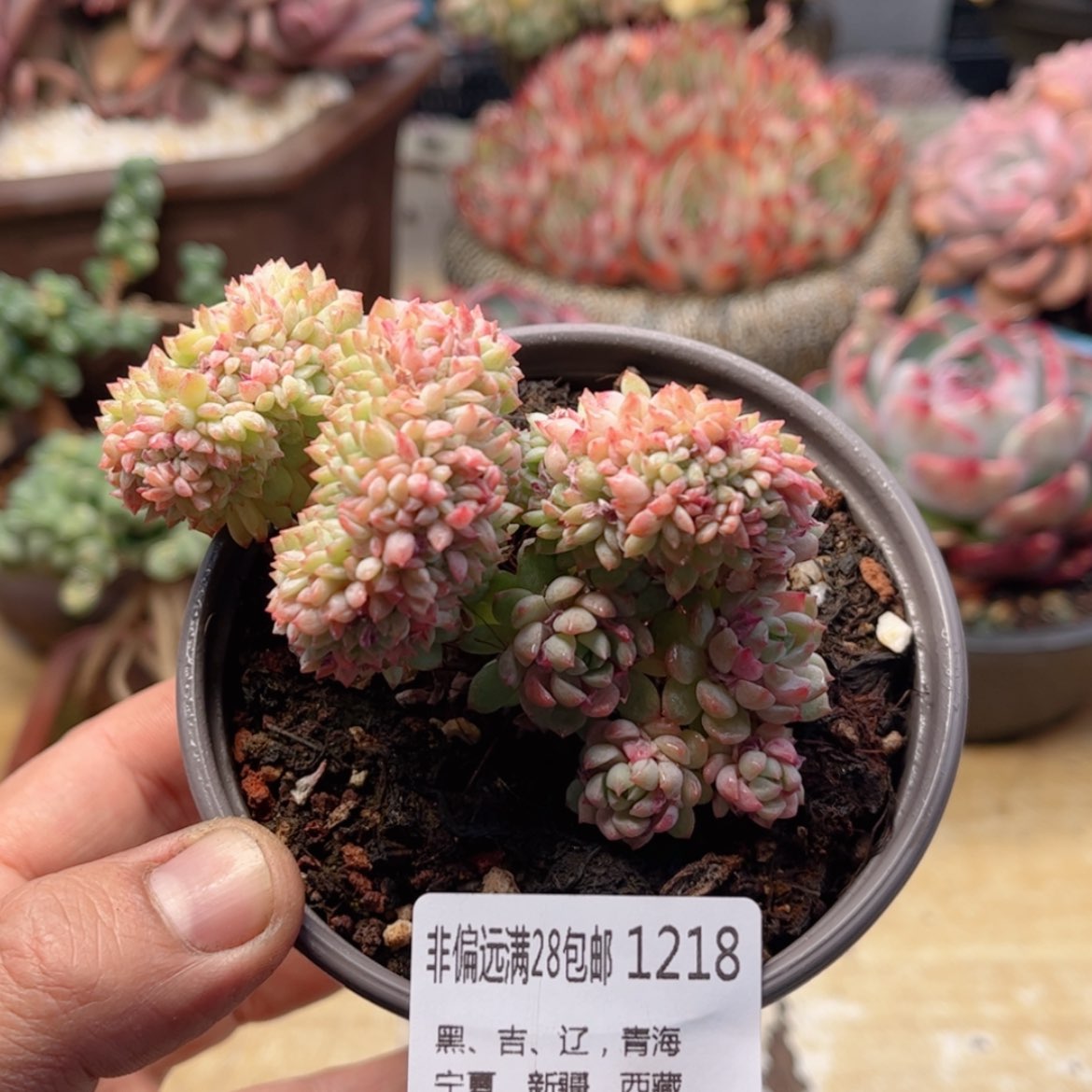 【闪购商品】1218小粉梅缀