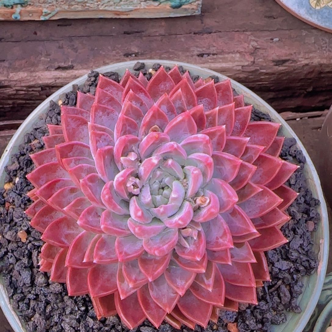 多肉植物多肉植物