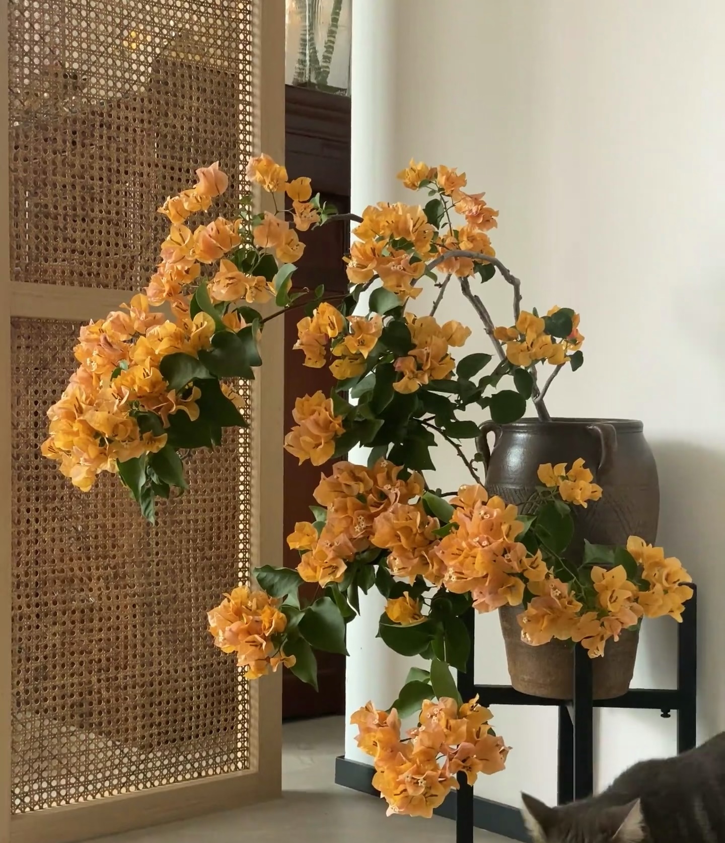 (加州黄金)彩色三角梅一物一拍掉花落叶不售后