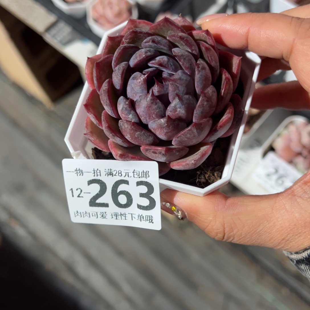 蓝莓多肉多肉多肉多