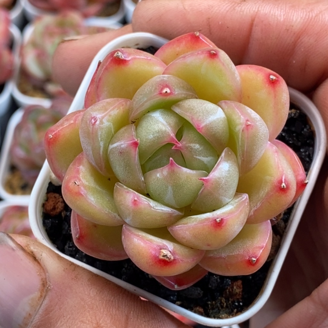 天官赐福百无禁忌