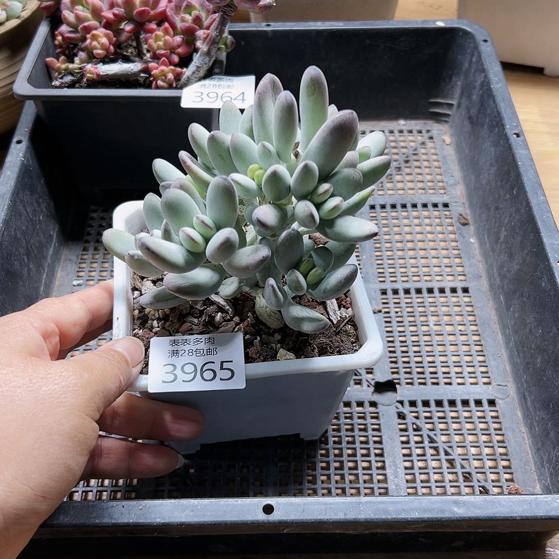 9号我们的确是一个3965