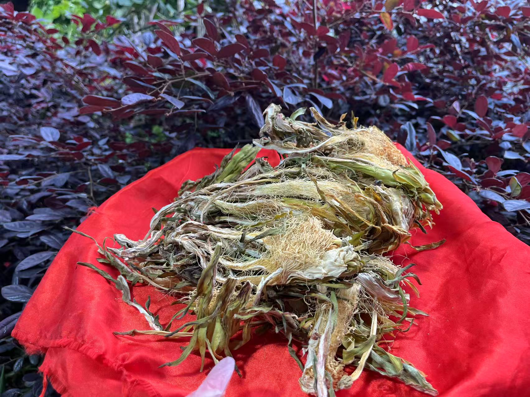 1【雪-莲-花】净含量：100g-500g【阿徐现收】