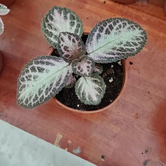 当前无花栽培后可以开花爱丽丝霓虹喜荫花01