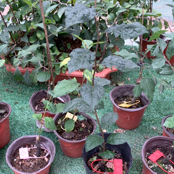 完全开放红灯嫁接苗29.8