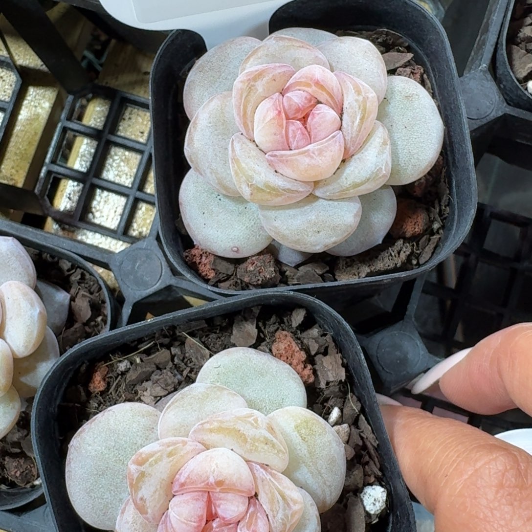 1208-083-果汁软糖一颗量拍