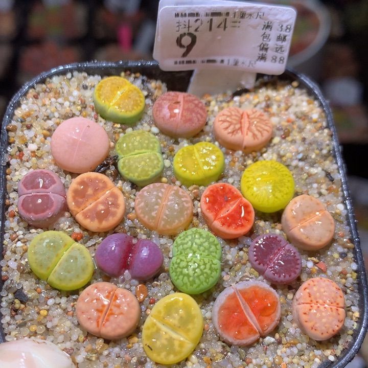 精品生石花214.9