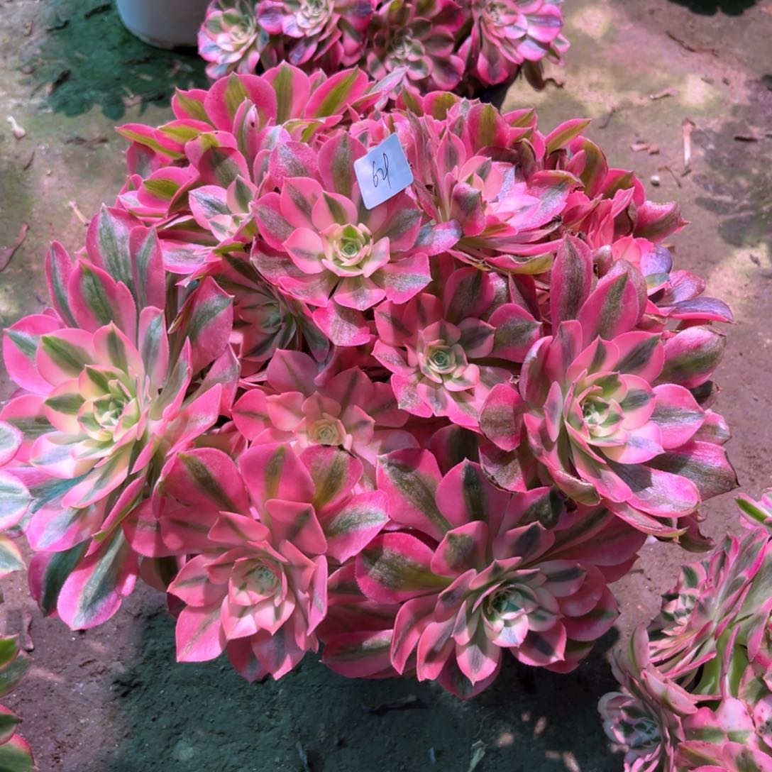 蓝**翔多肉植物629女巫寄养