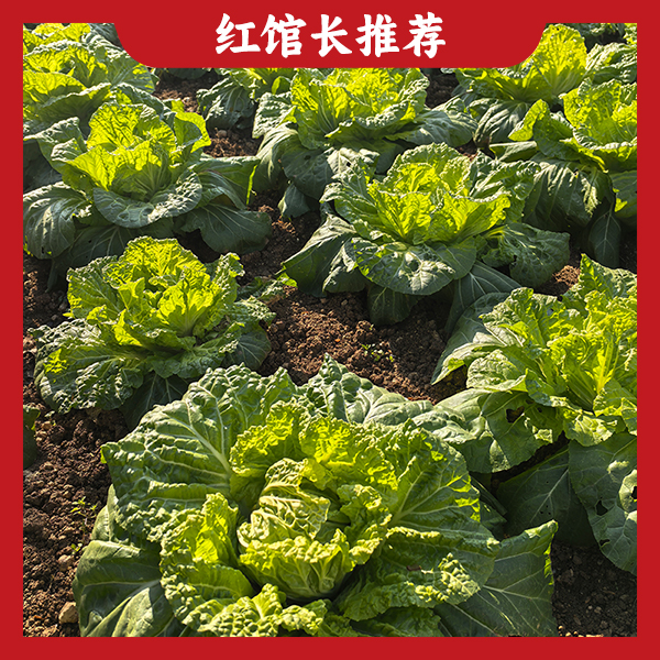 【代买山货】农户自销3斤白菜