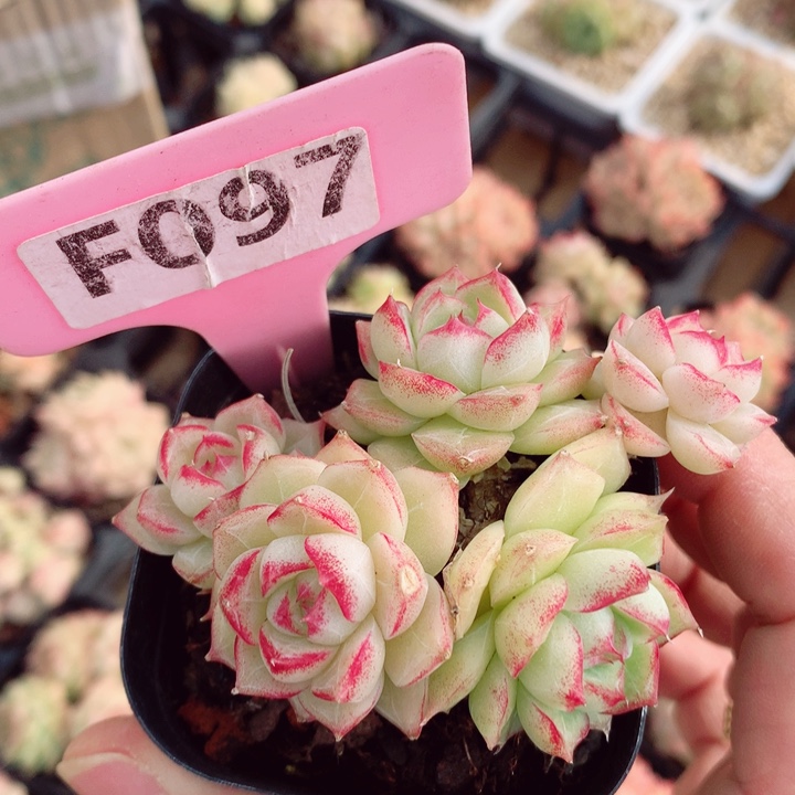 女王6cm不包整群