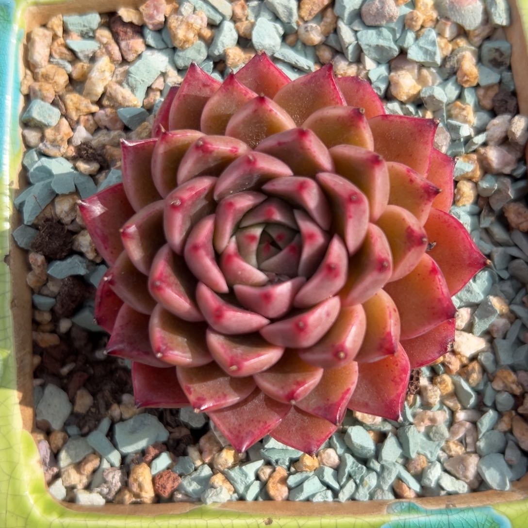 间谍精控多肉一物一拍