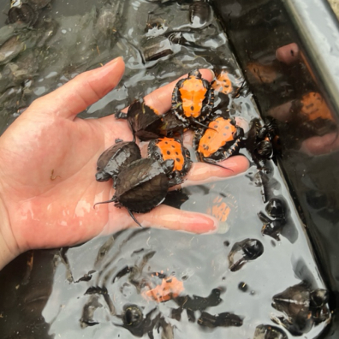 无品牌直播间送龟龟链接请不要乱拍发一包龟粮