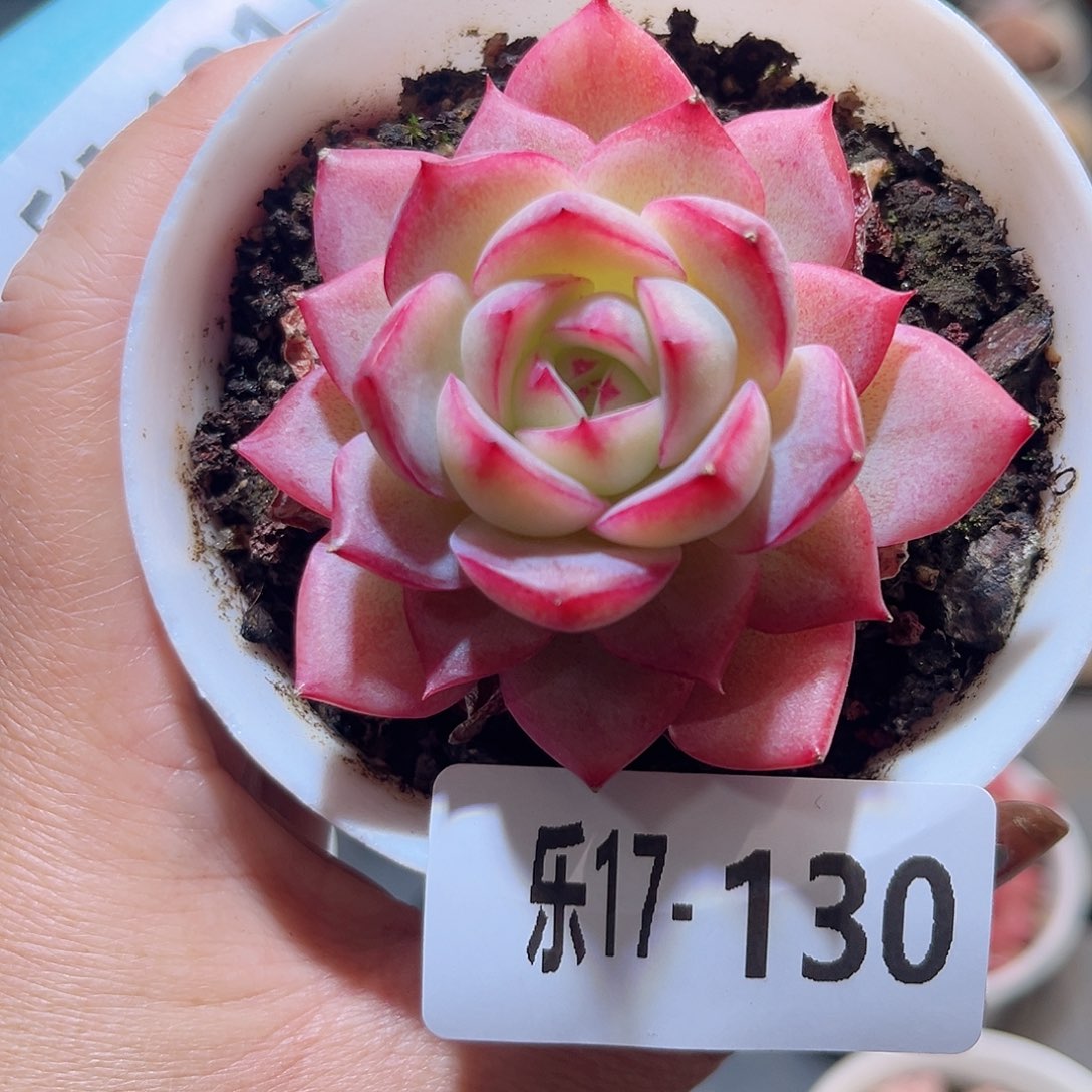 乐17-130 女王单头