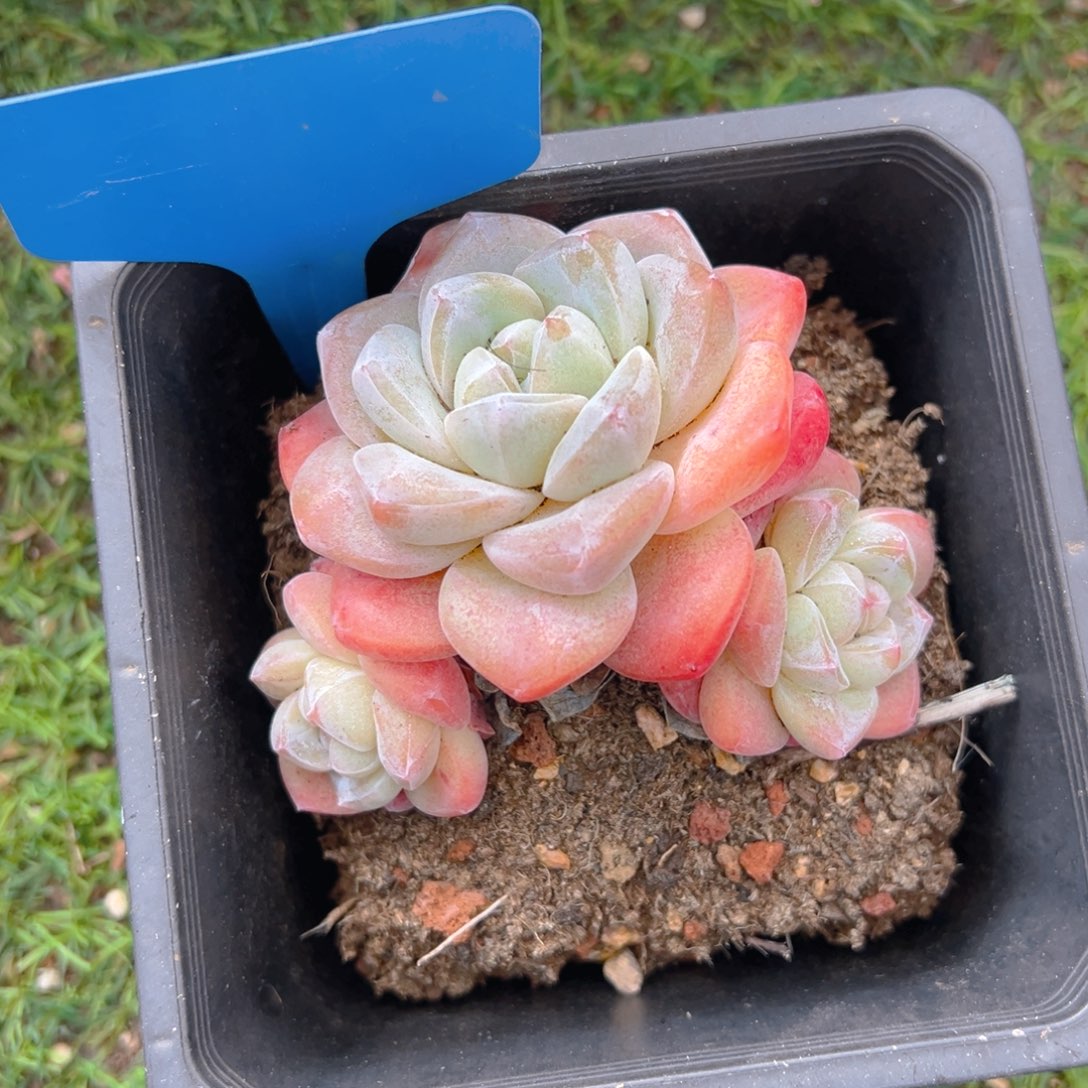 香玉等多种名贵的产品和