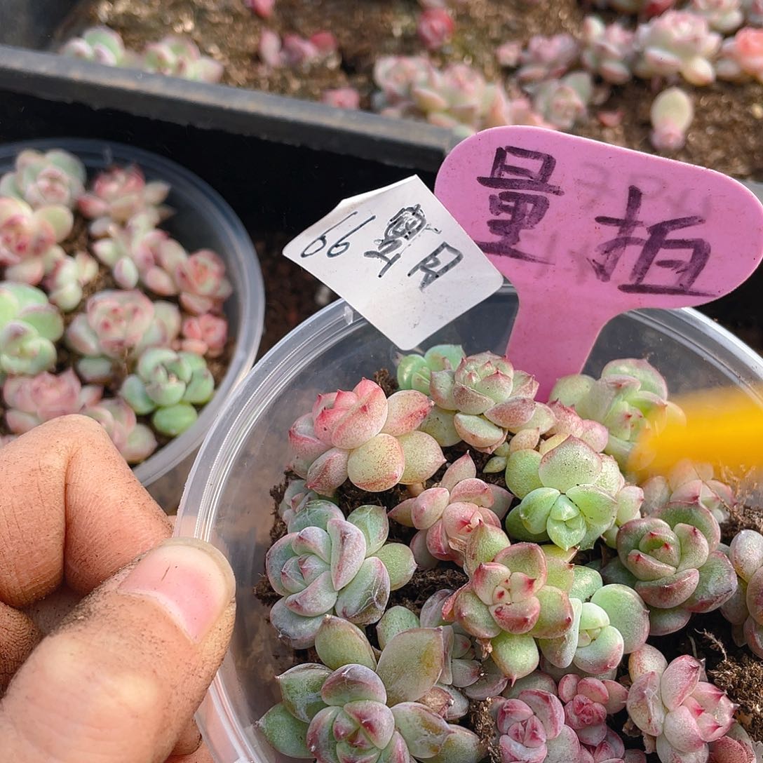 量拍多肉植物多肉植物66