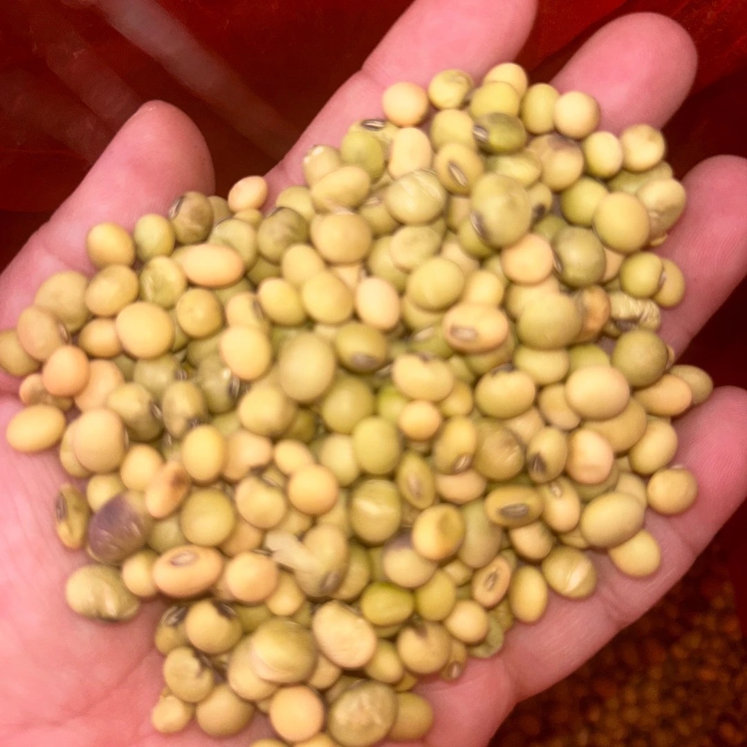 农家老品种黄豆非转基因黄豆