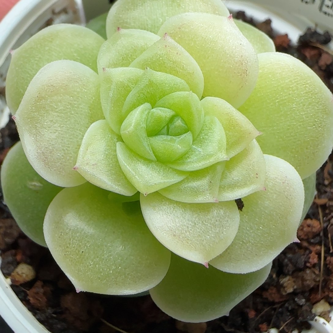 ✨**咪0203-192（XPP-242）