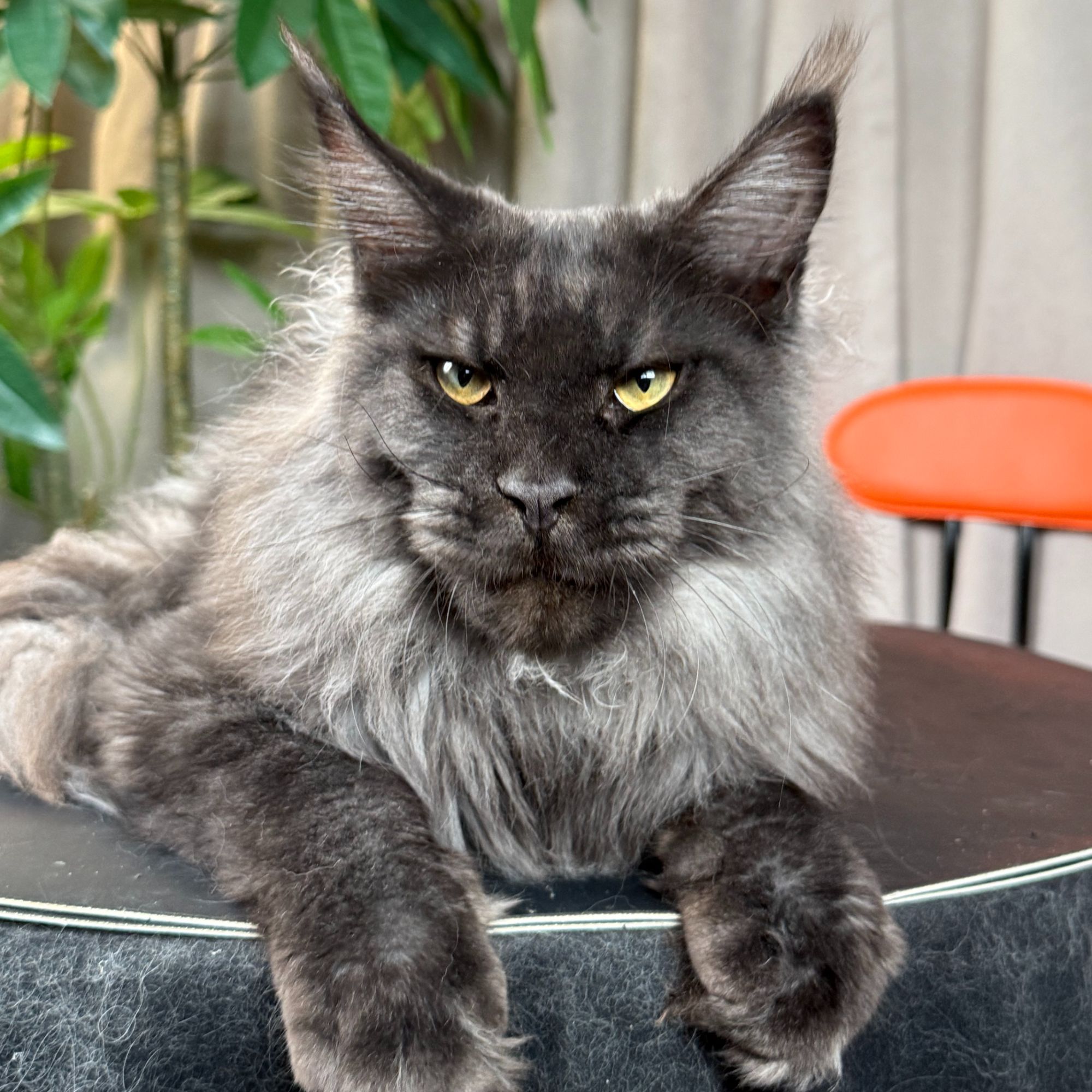 （缅因）宠物活体链接