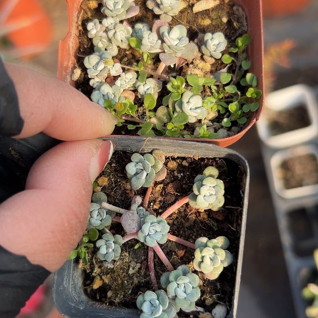 多肉植物白霜两颗