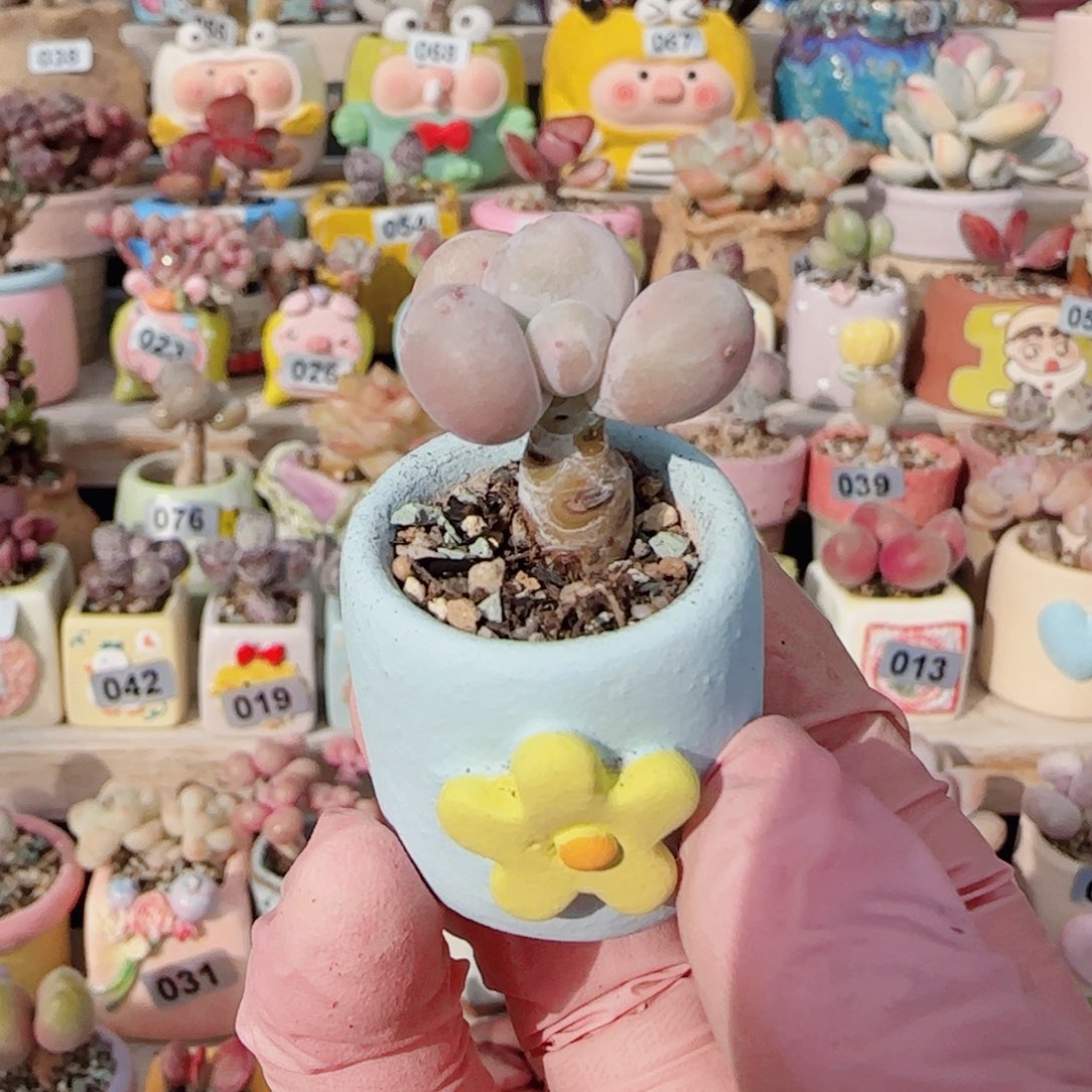 小蛋黄奶 盆口2.5cm