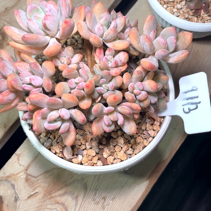 老桩灰姑娘9113号码牌子的时候
