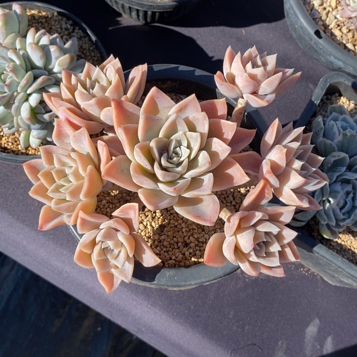 全状态哈利沃森肉肉肉肉肉