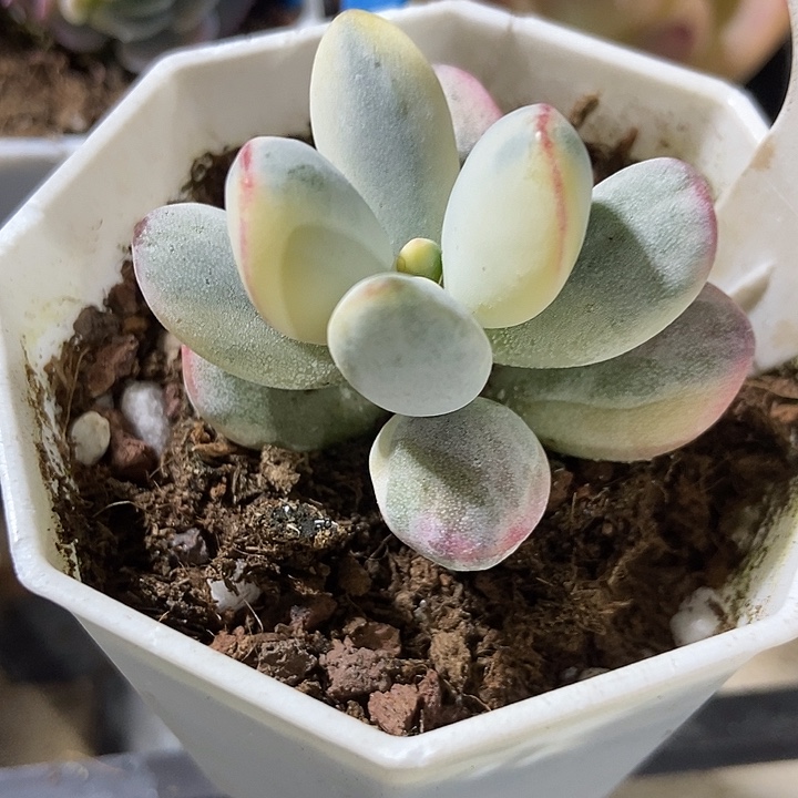 多肉植物乒乓锦2005