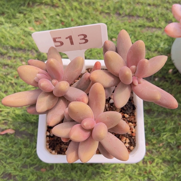 健健康康平平安安