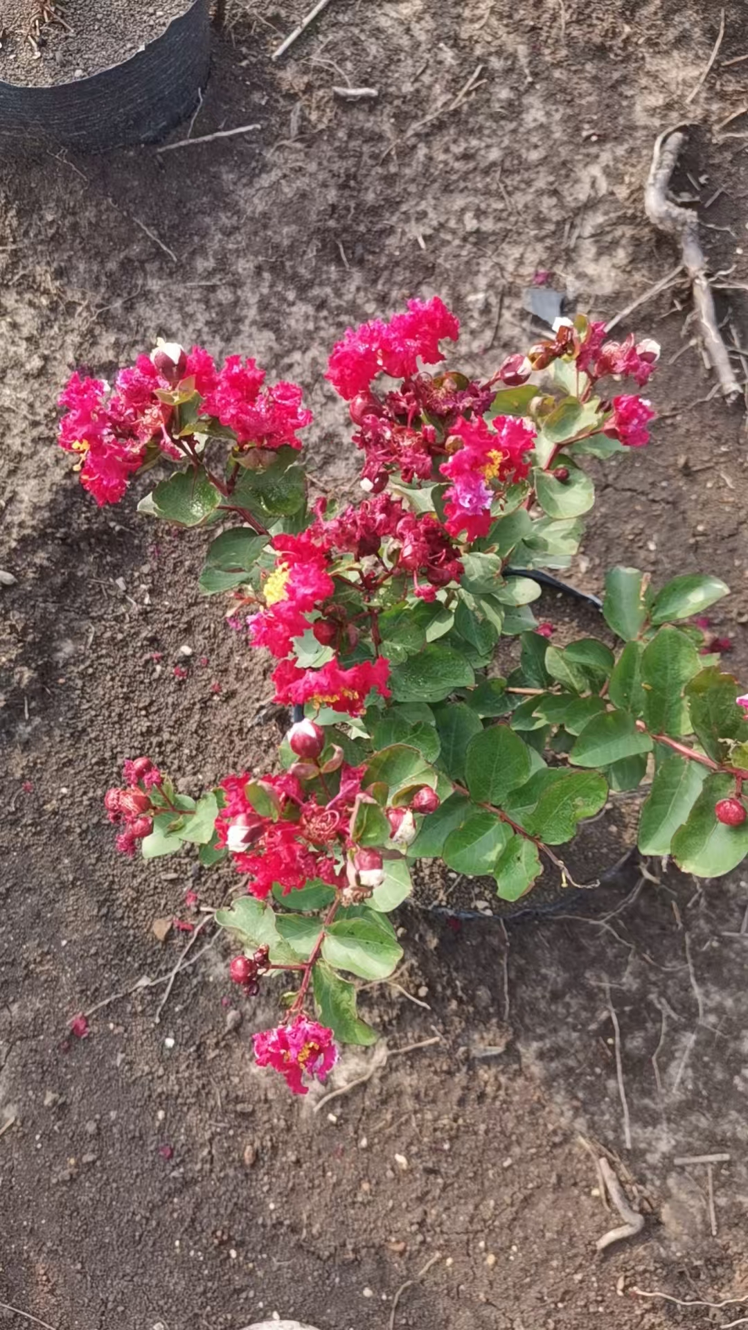 红火球紫薇花耐热多年生木本花卉庭院阳台好养花期长